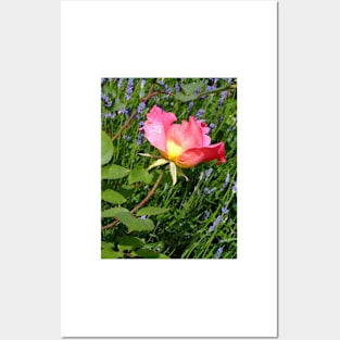 Pink Rose and Lavender Posters and Art